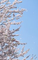 画像: 桜のシーズンが早い
